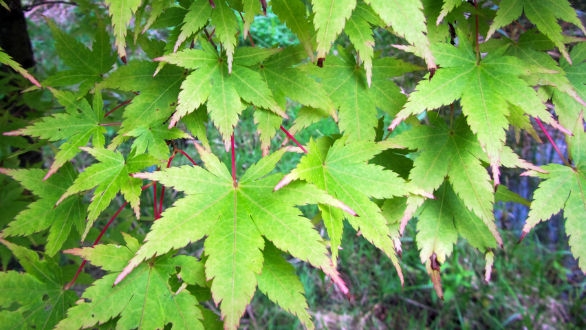 Acer palmatum 'Sangokaku' leaves