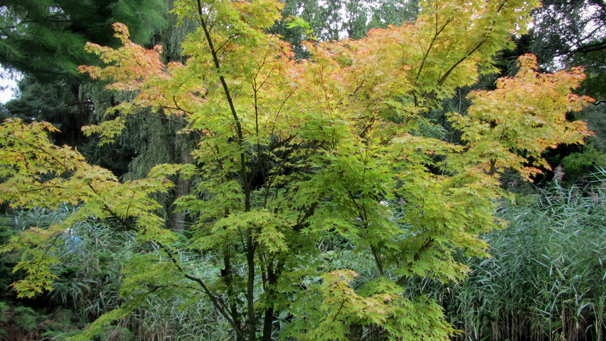 Acer palmatum 'Sangokaku' multi-stem