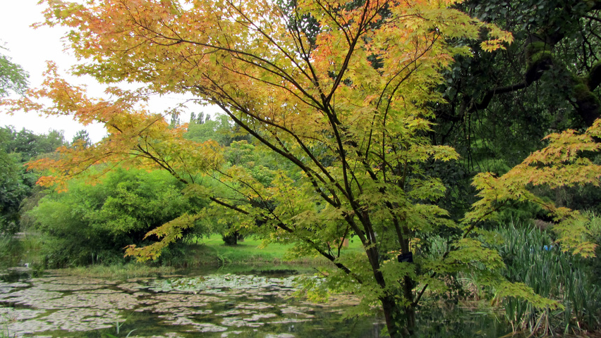 Acer palmatum 'Sangokaku' multi-stem