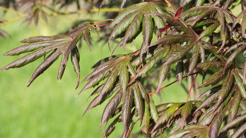 Acer palmatum 'Trompenburg' liście