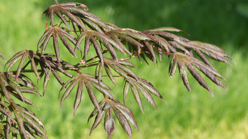 Acer palmatum 'Trompenburg' liście