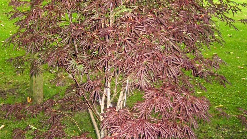 Acer palmatum 'Trompenburg' krzewy soliterowe