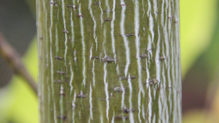 Acer pensylvanicum Rinden