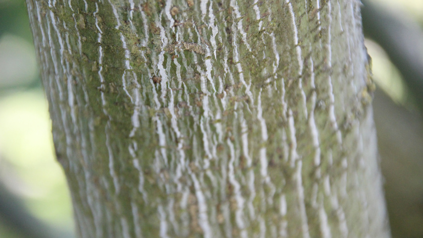 Acer pensylvanicum Rinden