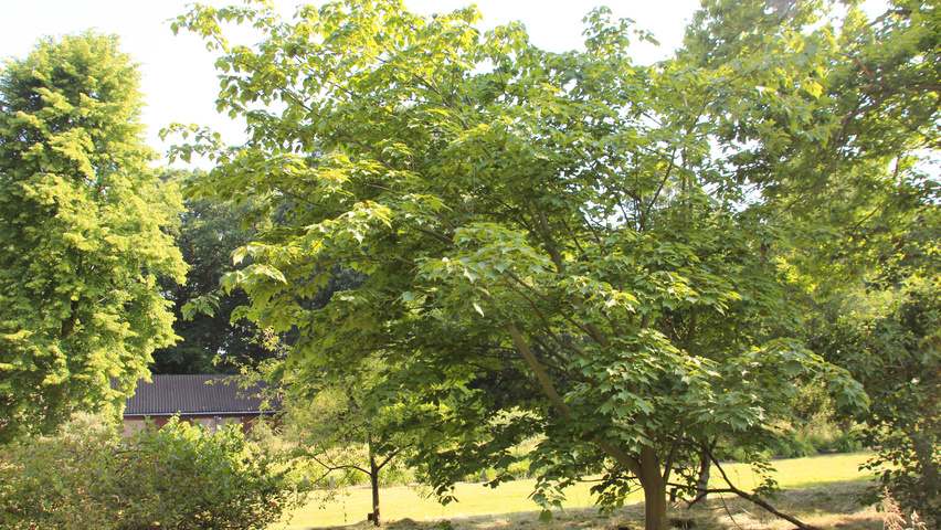 Acer pensylvanicum charakteristische