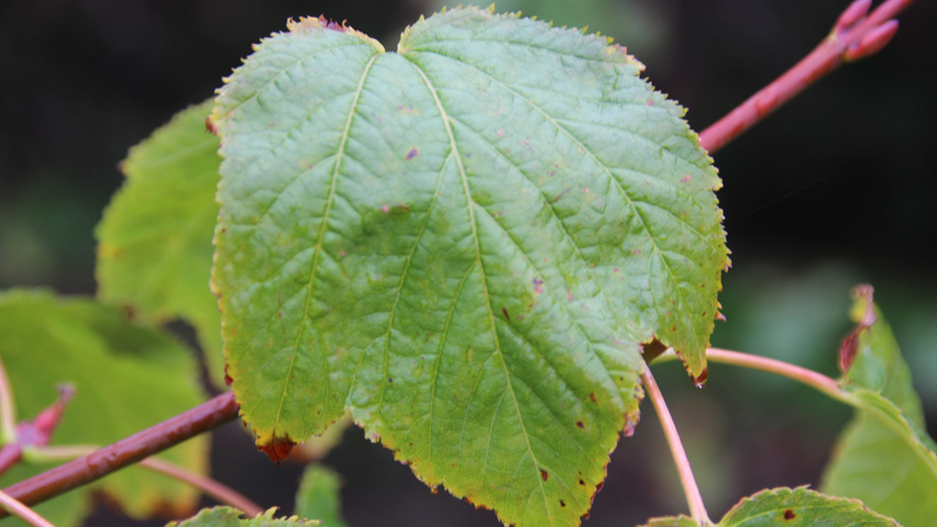Acer pensylvanicum Blatt