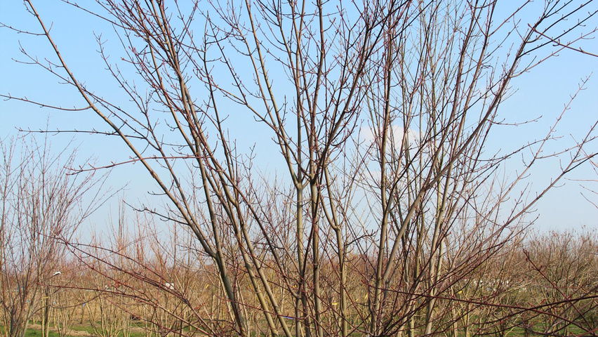 Acer pensylvanicum mehrstämmige