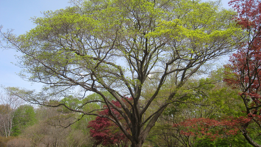 Acer pictum haute tige