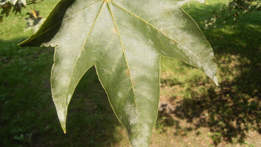 Acer pictum Feuilles