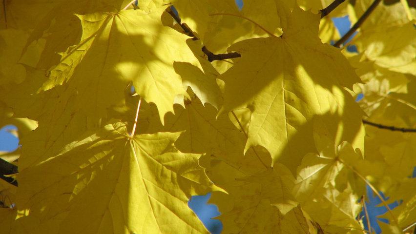 Acer platanoides feuilles automnale