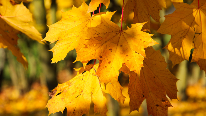 Acer platanoides feuilles automnale