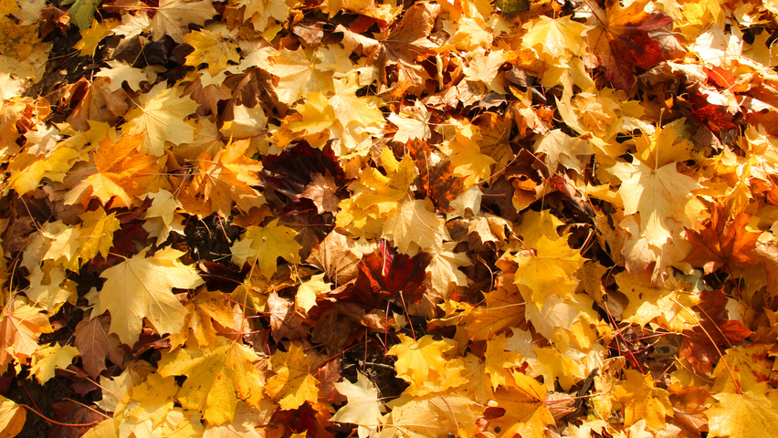 Acer platanoides feuilles automnale