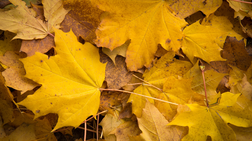 Acer platanoides feuilles automnale
