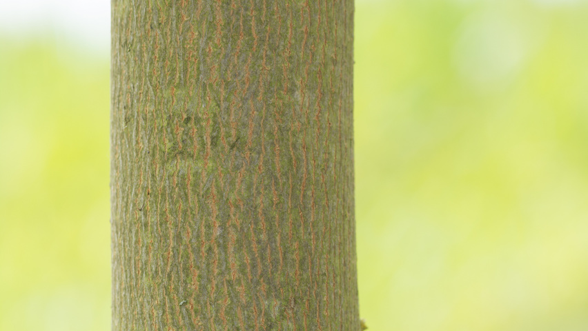 Acer platanoides tronc