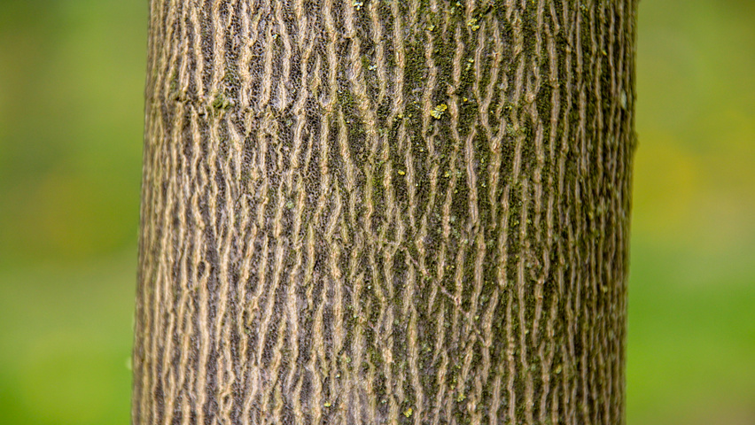 Acer platanoides 'Cleveland' tronc