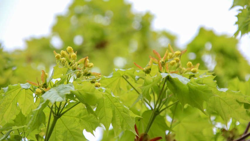 Acer platanoides 'Cleveland' fleurs