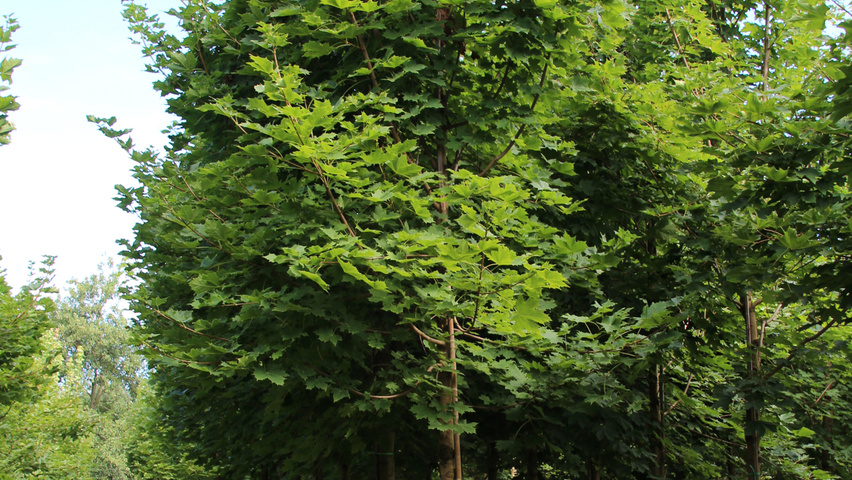 Acer platanoides 'Cleveland' haute tige
