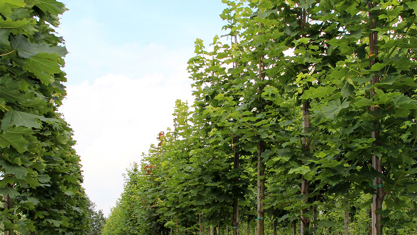 Acer platanoides 'Cleveland' haute tige