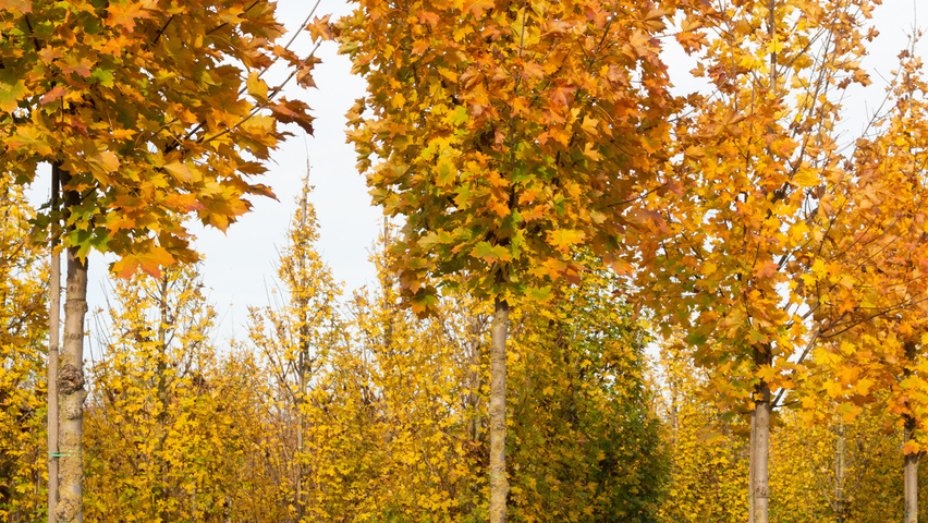 Acer platanoides 'Cleveland' haute tige
