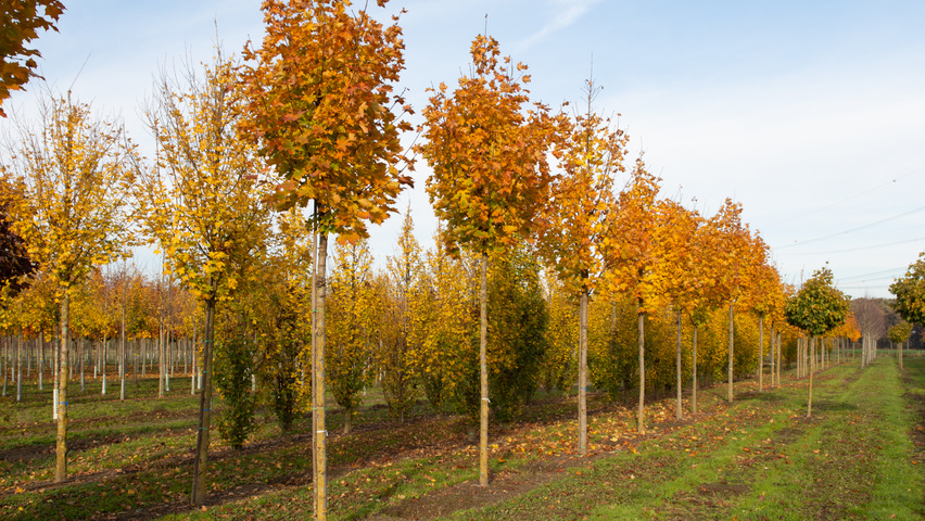 Acer platanoides 'Cleveland' haute tige