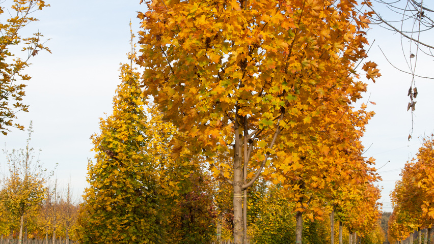 Acer platanoides 'Cleveland' haute tige