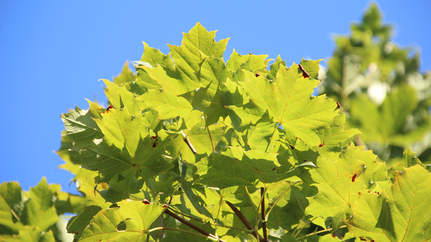 Acer platanoides 'Cleveland' Feuilles