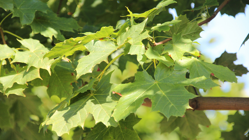 Клен остролистный колумнаре. Клен остролистный acer platanoides. Клён остролистный лациниата. Acer platanoides beskid. Acer platanoides marit.