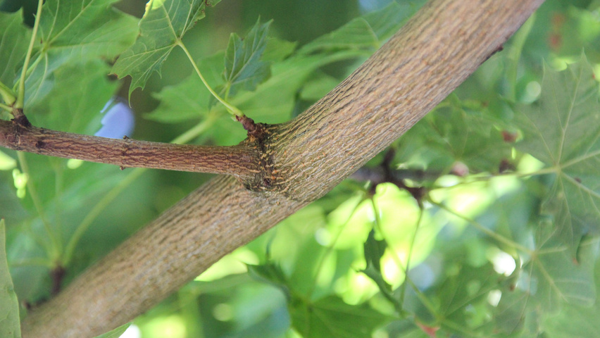 Acer platanoides 'Cleveland' rameaux