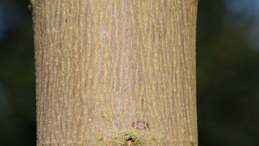 Acer platanoides 'Columnare' Rinden