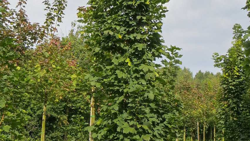 Acer platanoides 'Columnare' Stammbüsche