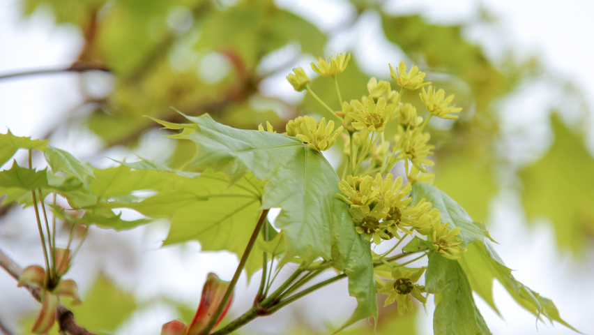 Acer platanoides 'Columnare' Blumen