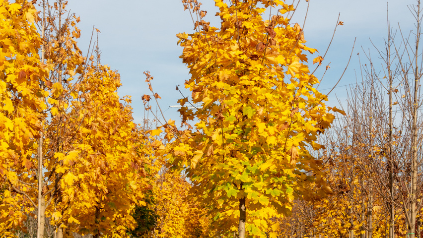 Acer platanoides 'Columnare' hochstämmig