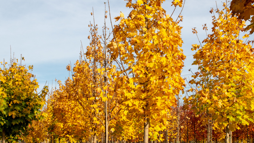 Acer platanoides 'Columnare' hochstämmig
