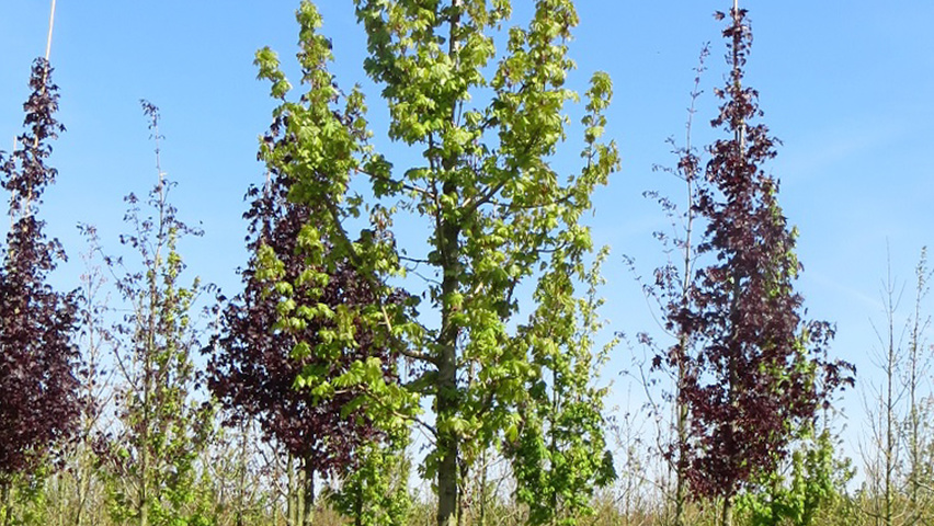 Acer platanoides 'Columnare' hochstämmig
