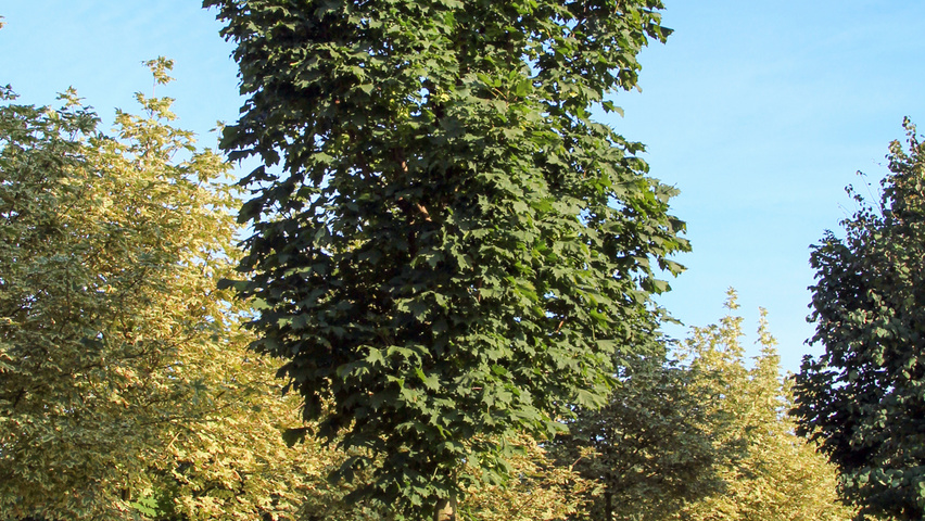 Acer platanoides 'Columnare' hochstämmig