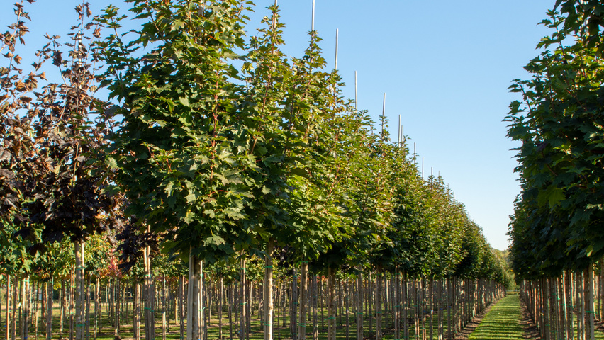 Acer platanoides 'Columnare' hochstämmig