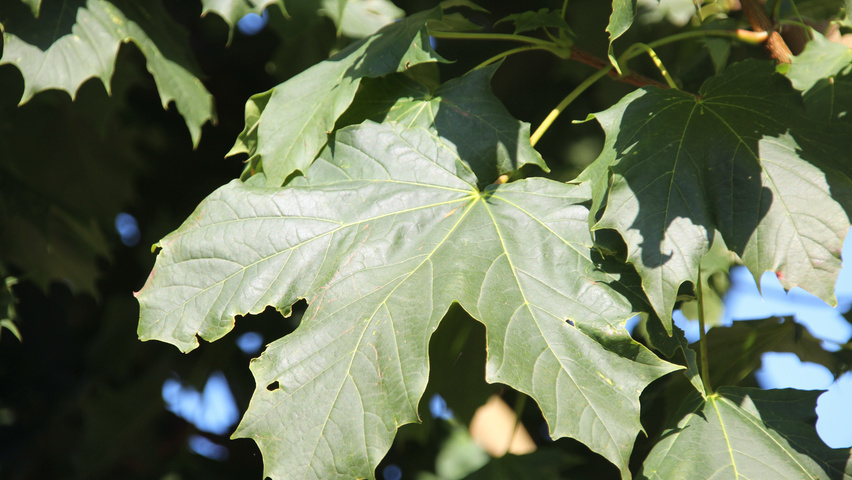 Acer platanoides 'Columnare' Blatt