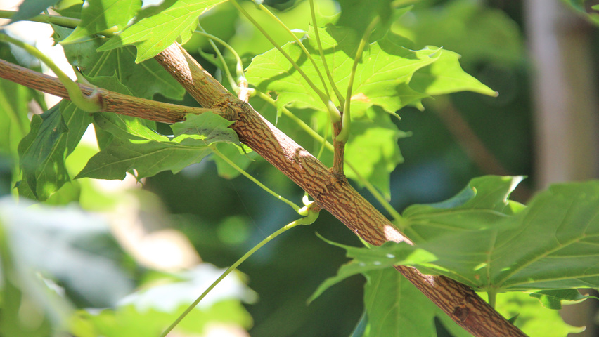 Acer platanoides 'Columnare' Zweige