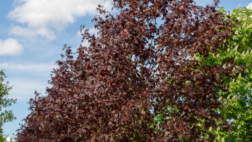 Acer platanoides 'Crimson Sentry' standard tree