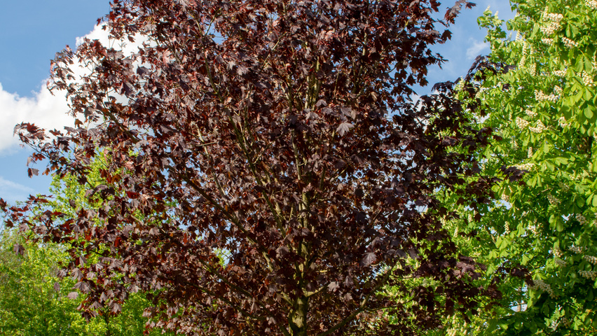 Acer platanoides 'Crimson Sentry' standard tree