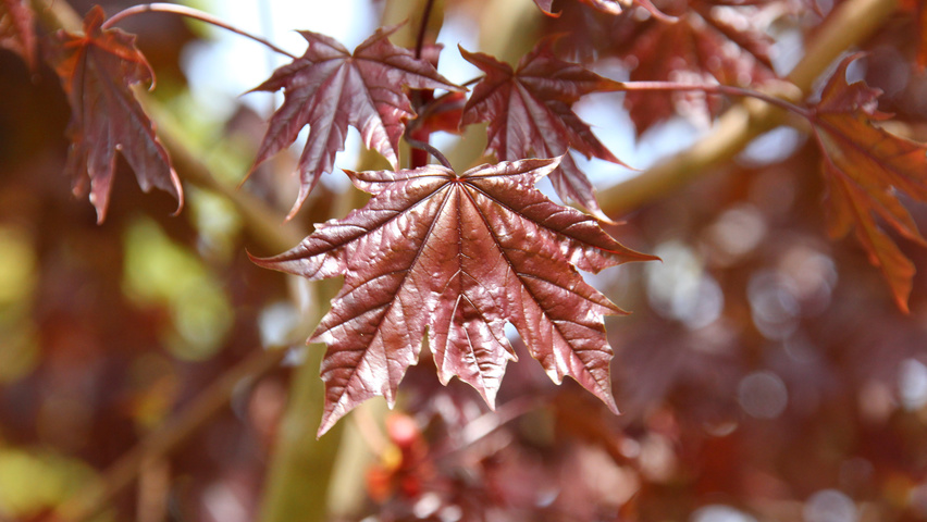 Acer platanoides 'Crimson Sentry' leaves