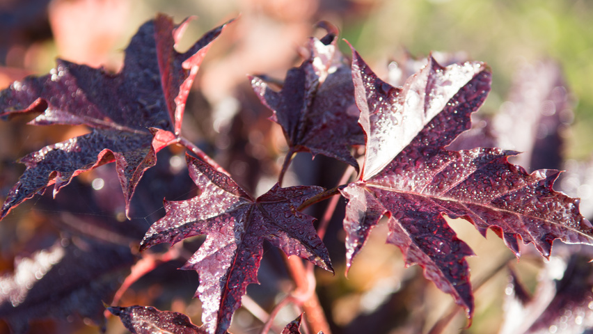 Acer platanoides 'Crimson Sentry' leaves