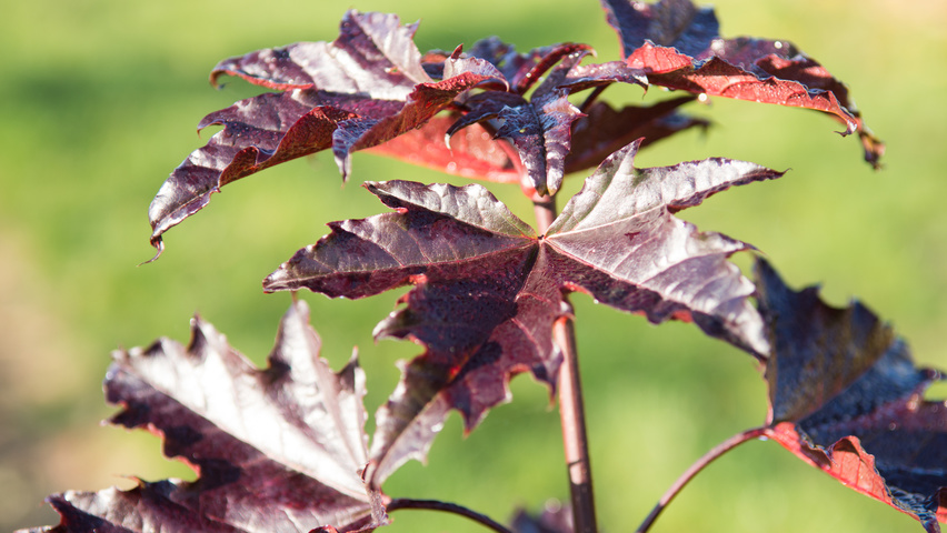 Acer platanoides 'Crimson Sentry' leaves