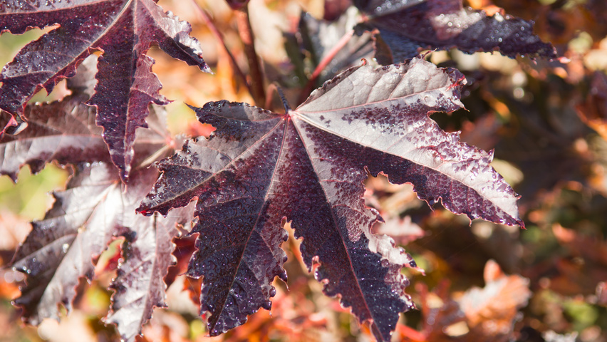 Acer platanoides 'Crimson Sentry' leaves