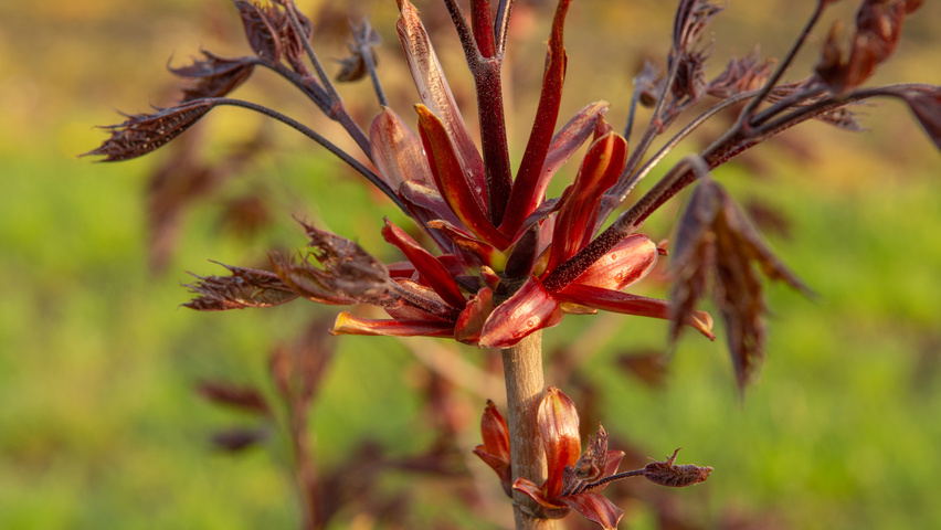 Acer platanoides 'Crimson Sentry' leaves