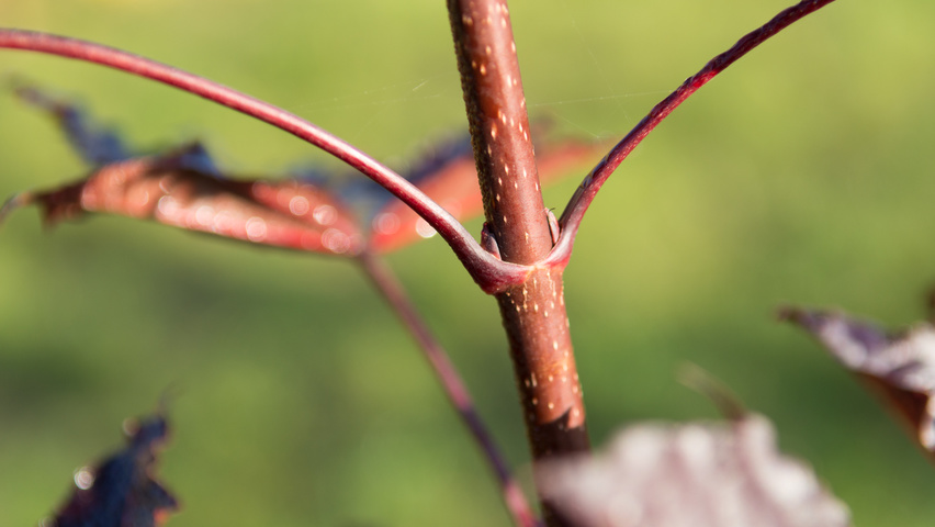 Acer platanoides 'Crimson Sentry' twigs