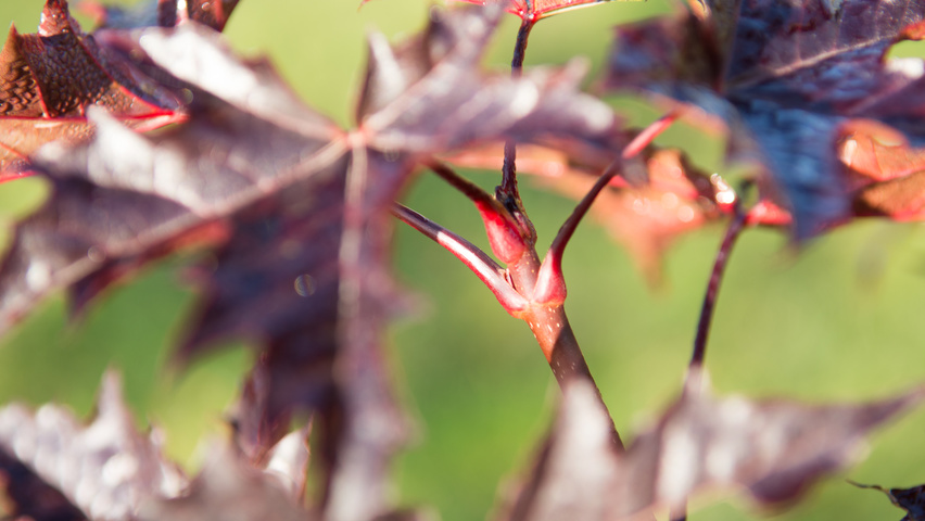 Acer platanoides 'Crimson Sentry' twigs