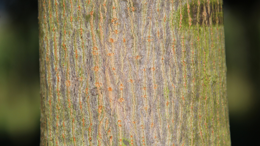 Acer platanoides 'Deborah' tronc