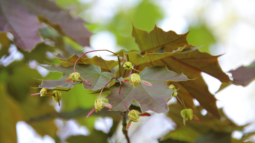 Acer platanoides 'Deborah' fleurs