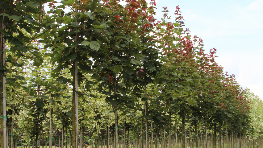 Acer platanoides 'Deborah' haute tige